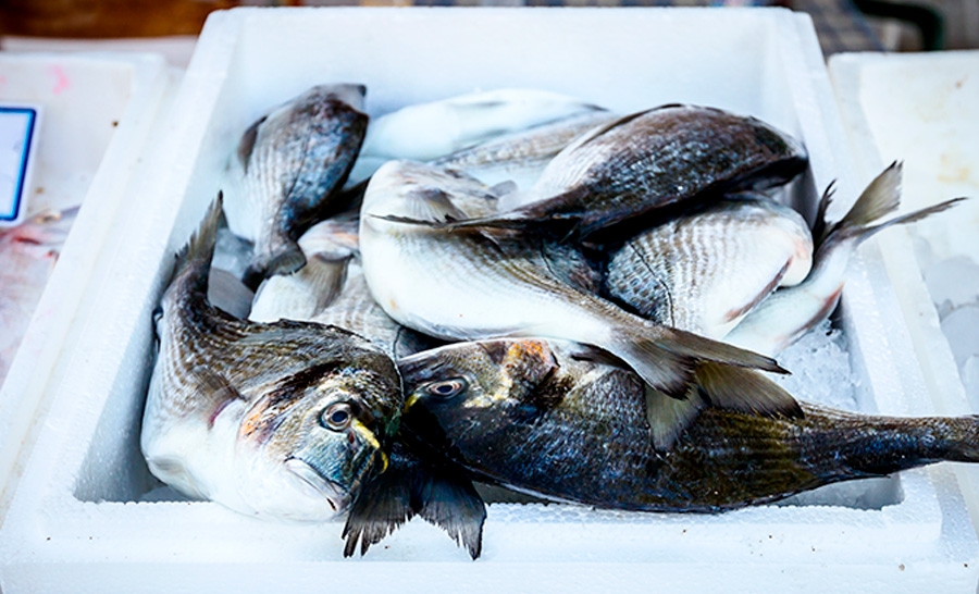 transporte de pescados