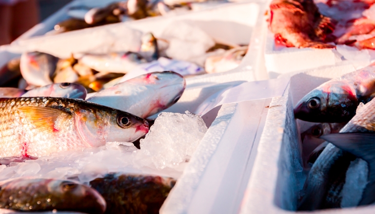 caixa para pescados